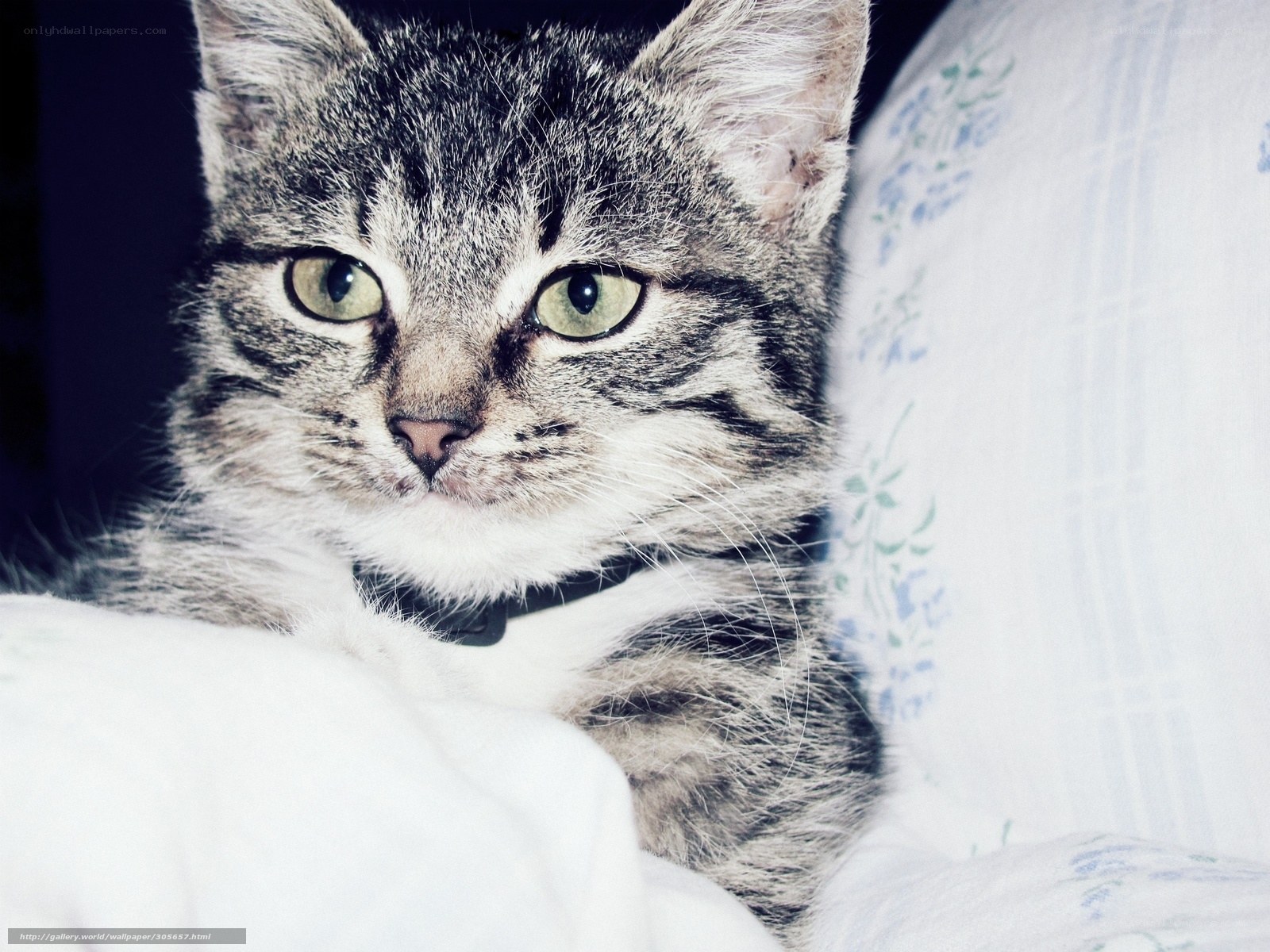 tabby cat on blanket