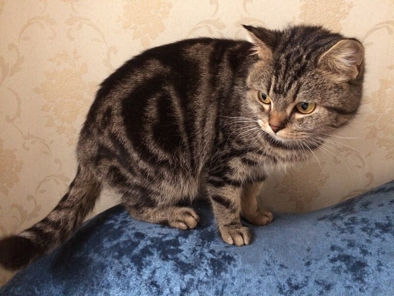 Tabby Cat on Blue Surface
