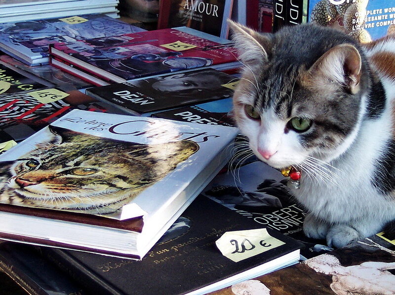 Tabby Cat on Books — Gray