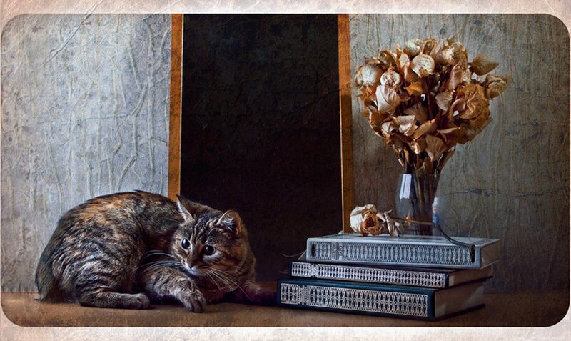 Tabby Cat on Books