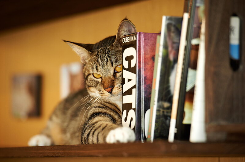 Tabby Cat on Bookshelf — Brown, Curious