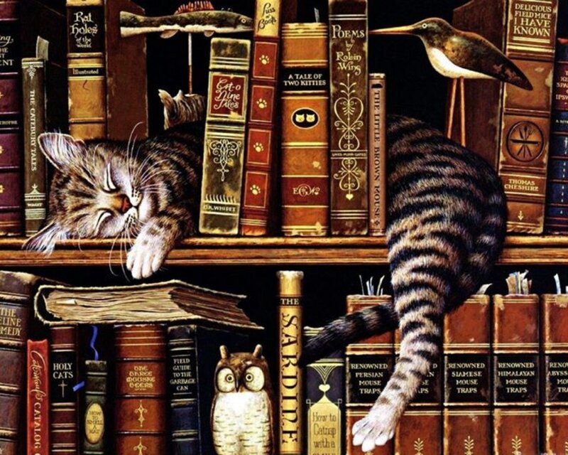 Tabby Cat on Bookshelf — Brown