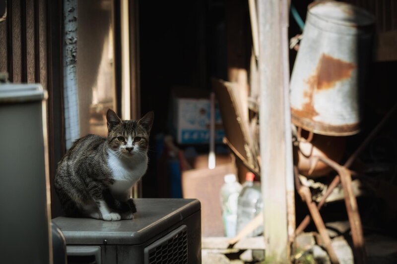 Tabby Cat on Box