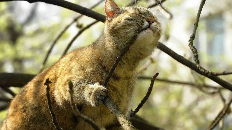 Tabby Cat on Branch — Brown