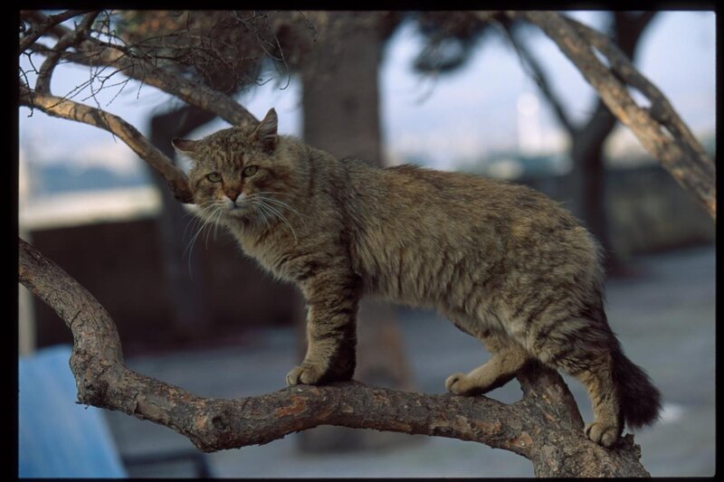 Tabby Cat on Branch