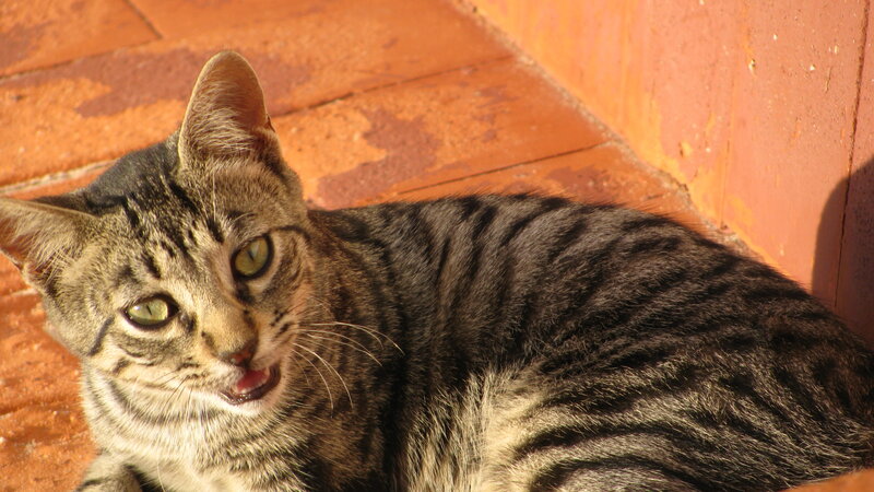 Tabby Cat on Brick