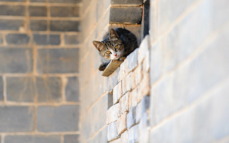 Tabby Cat on Brick Wall — Gray