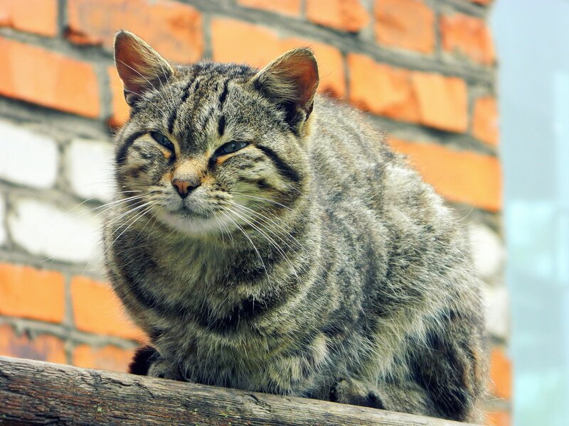 tabby cat on brick wall