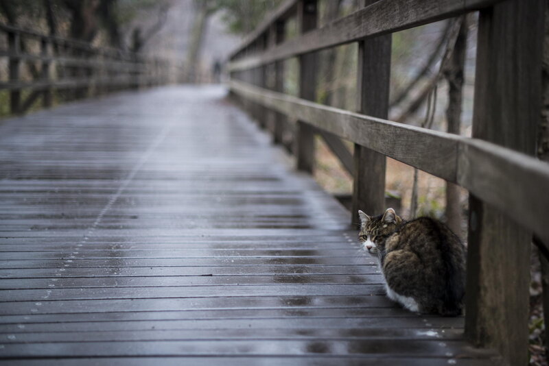 Tabby Cat on Bridge