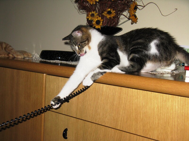 Tabby Cat on Cabinet