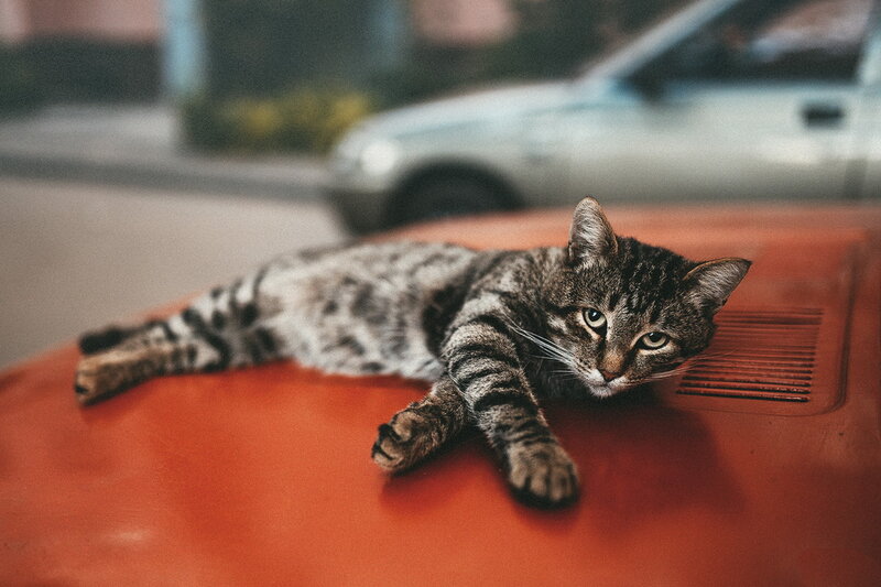 Tabby Cat on Car
