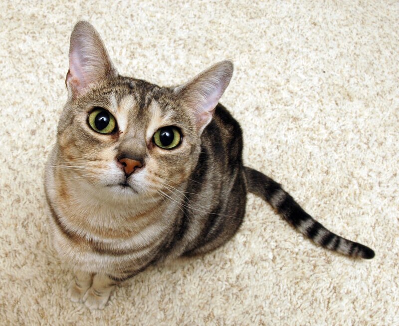 tabby cat on carpet