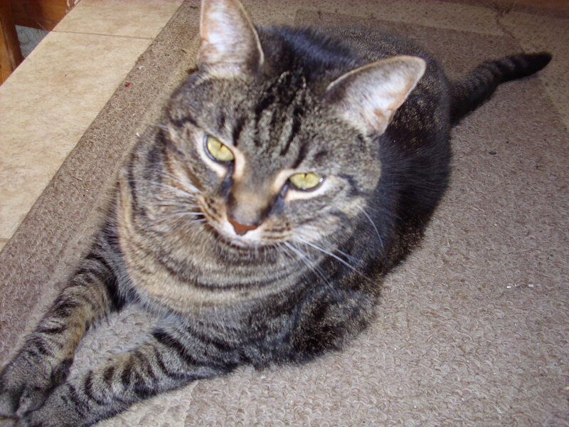 tabby cat on carpet