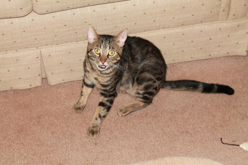Tabby Cat on Carpet — Brown, Alert, Photograph