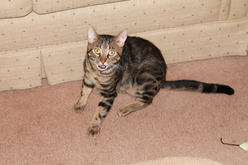 Tabby Cat on Carpet — Brown, Alert