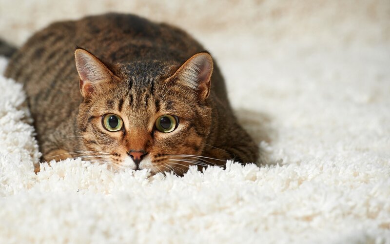 Tabby Cat on Carpet — Brown, Calm, Photograph