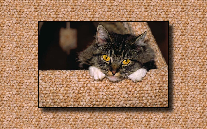 Tabby Cat on Carpet — Brown, Calm