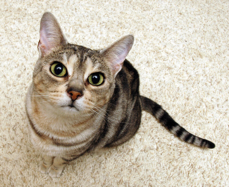 Tabby Cat on Carpet — Brown