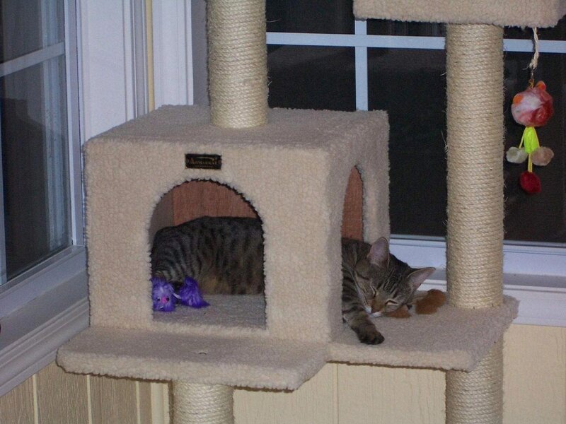 Tabby Cat on Cat Tree — Beige