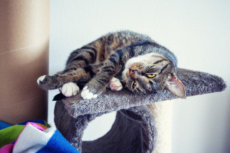 Tabby Cat on Cat Tree — Gray