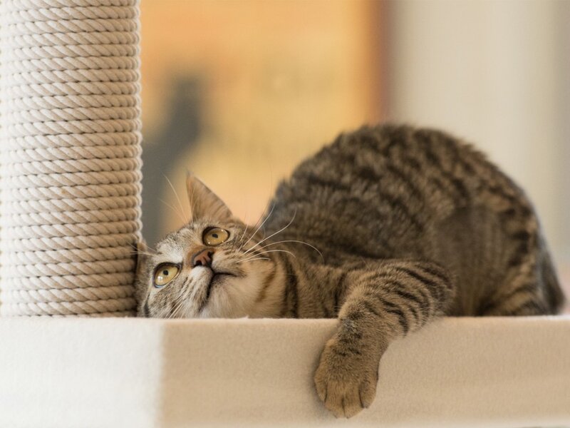 Tabby Cat on Cat Tree