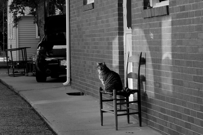 Tabby Cat on Chair — Black