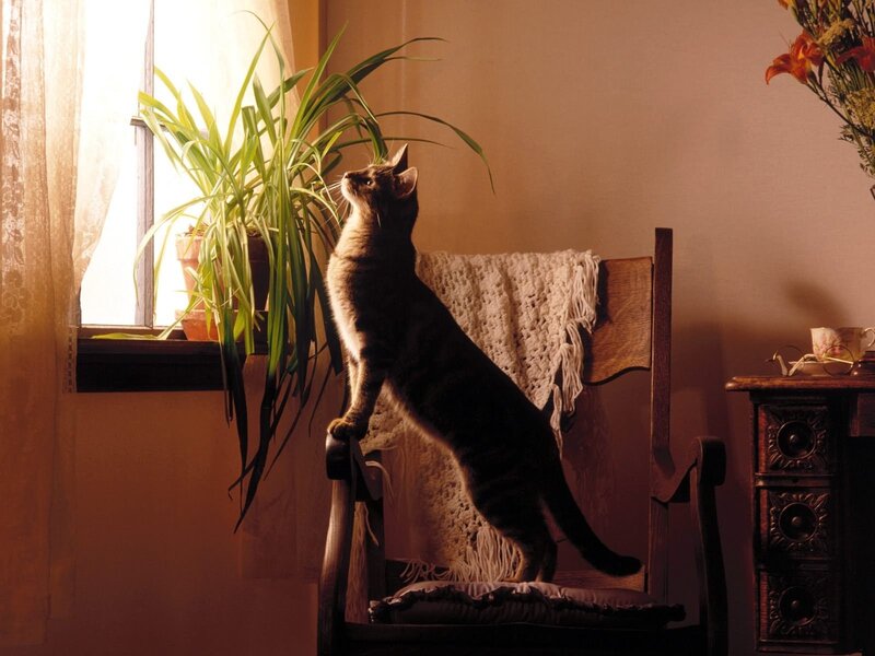 Tabby Cat on Chair — Brown, Calm, Afternoon, Photograph, Plant
