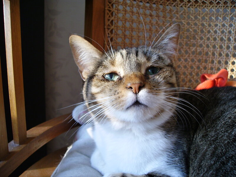 Tabby Cat on Chair — Brown, Calm, Afternoon
