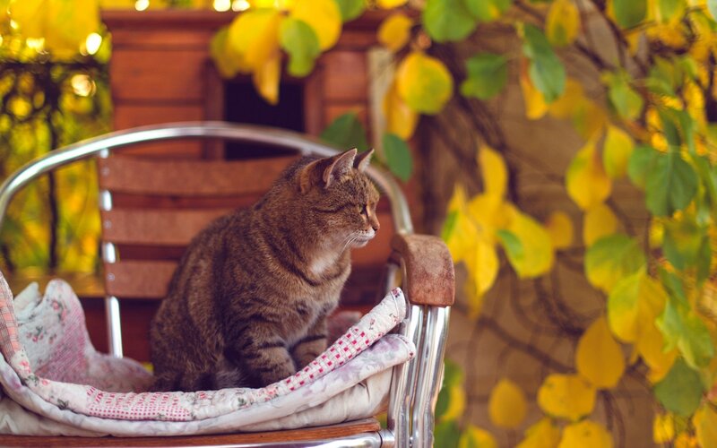 Tabby Cat on Chair — Brown, Calm, Autumn, Photograph, Leaves