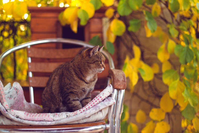 Tabby Cat on Chair — Brown, Calm, Autumn