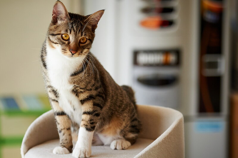 Tabby Cat on Chair — Brown, Calm, Photograph