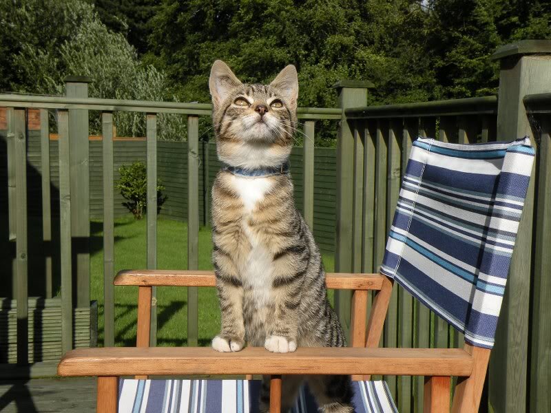 Tabby Cat on Chair — Brown, Calm