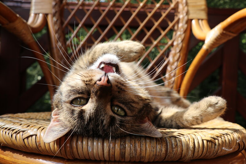 Tabby Cat on Chair — Brown, Relaxed