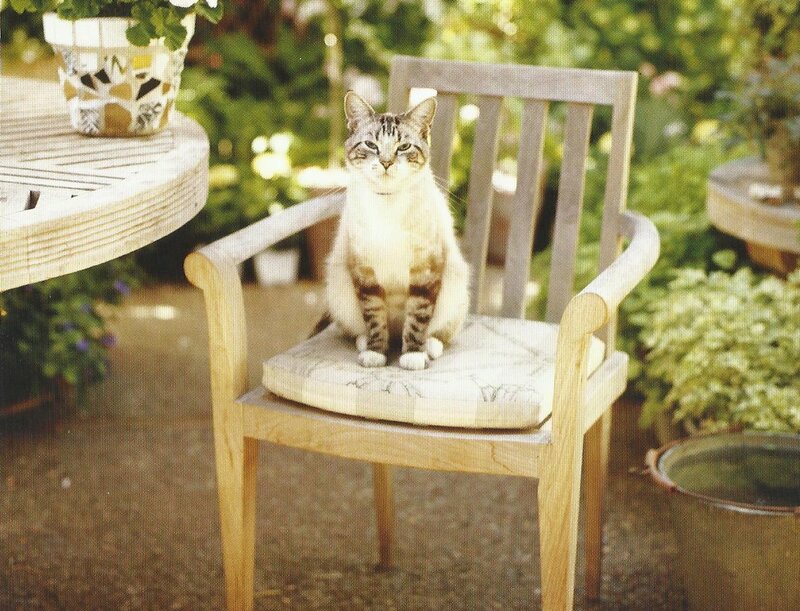 Tabby Cat on Chair — Brown, Serene