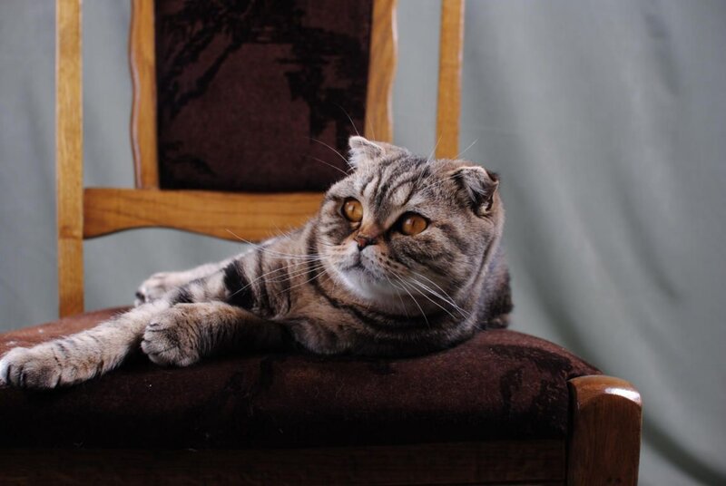 Tabby Cat on Chair — Brown