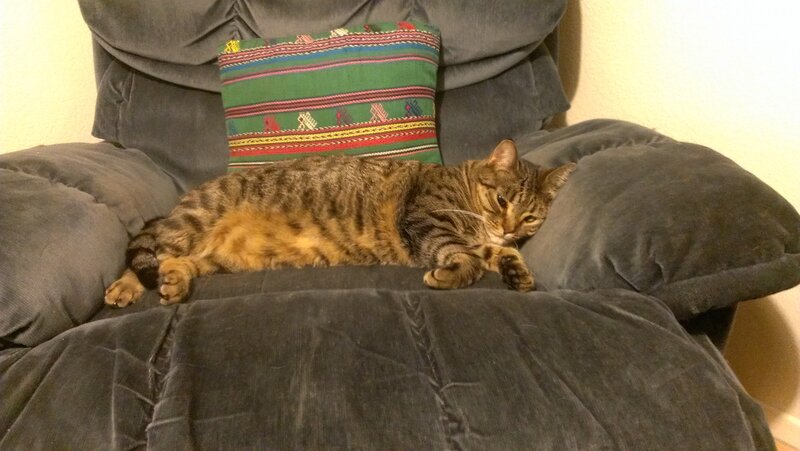 Tabby Cat on Chair — Gray