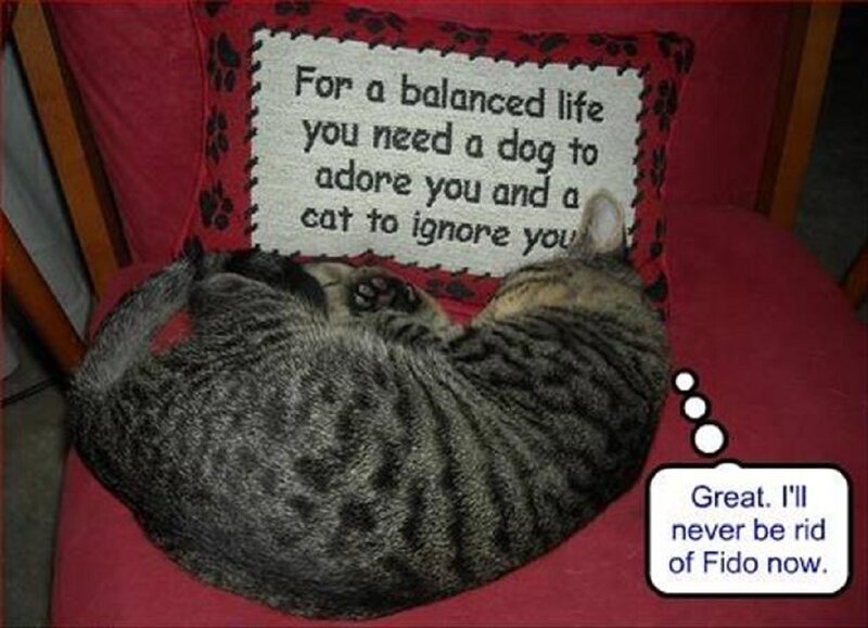 Tabby Cat on Chair — Red, Humorous