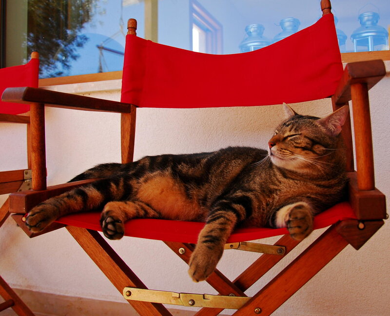 Tabby Cat on Chair — Red