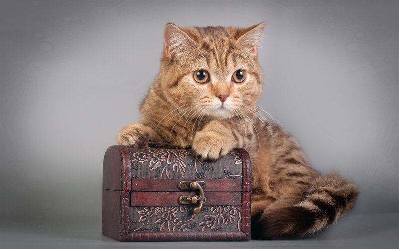 Tabby Cat on Chest