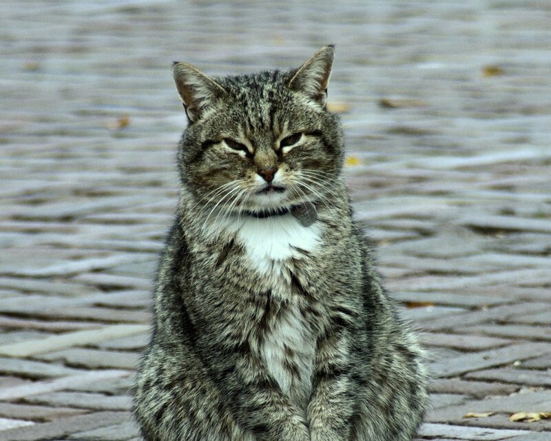 tabby cat on cobblestones