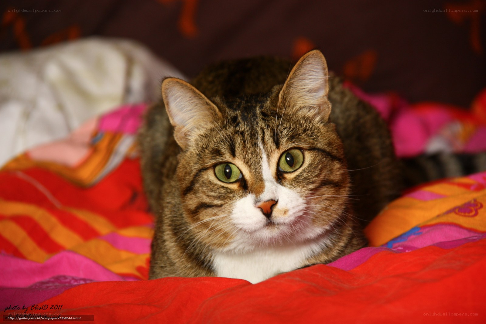 tabby cat on colorful blanket