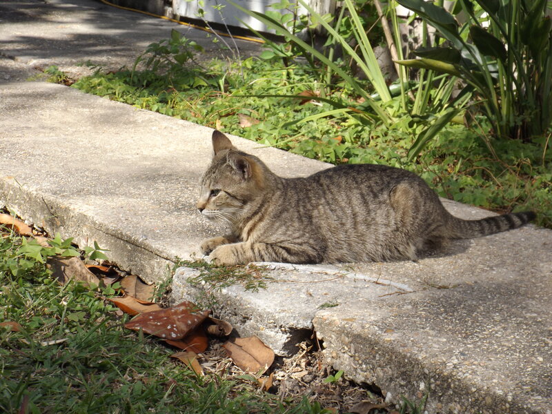 Tabby Cat on Concrete — Gray