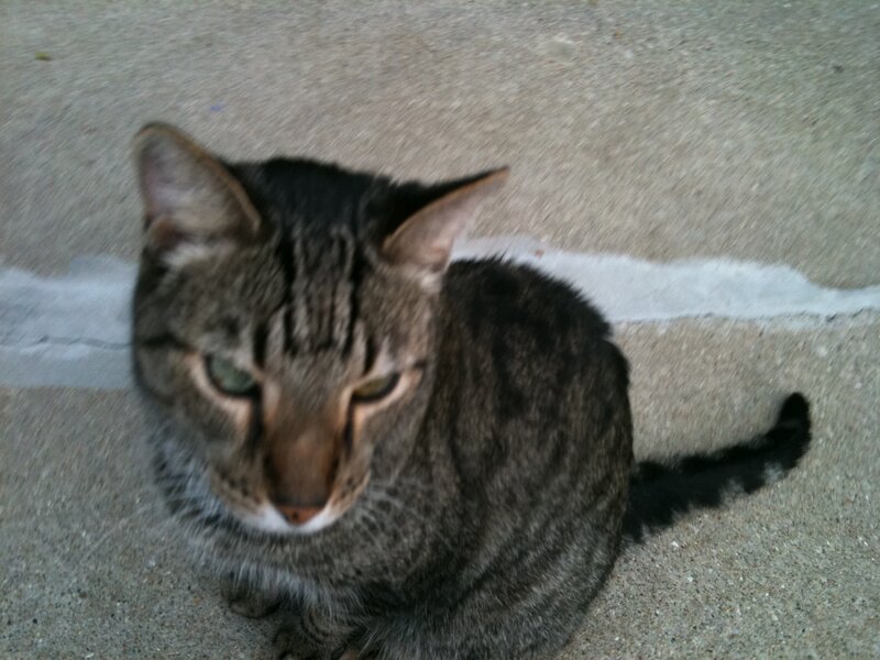Tabby Cat on Concrete