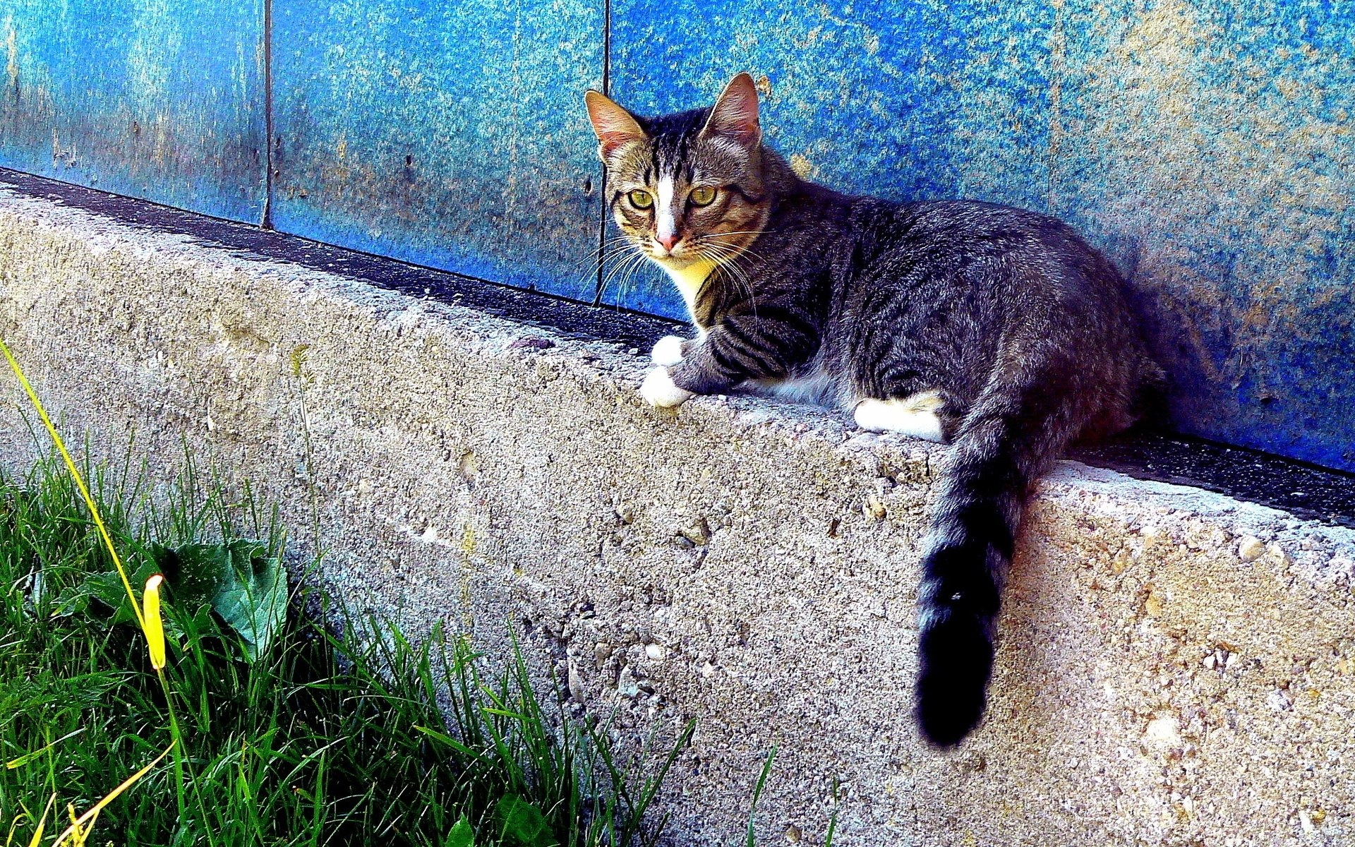 Tabby cat on concrete wall