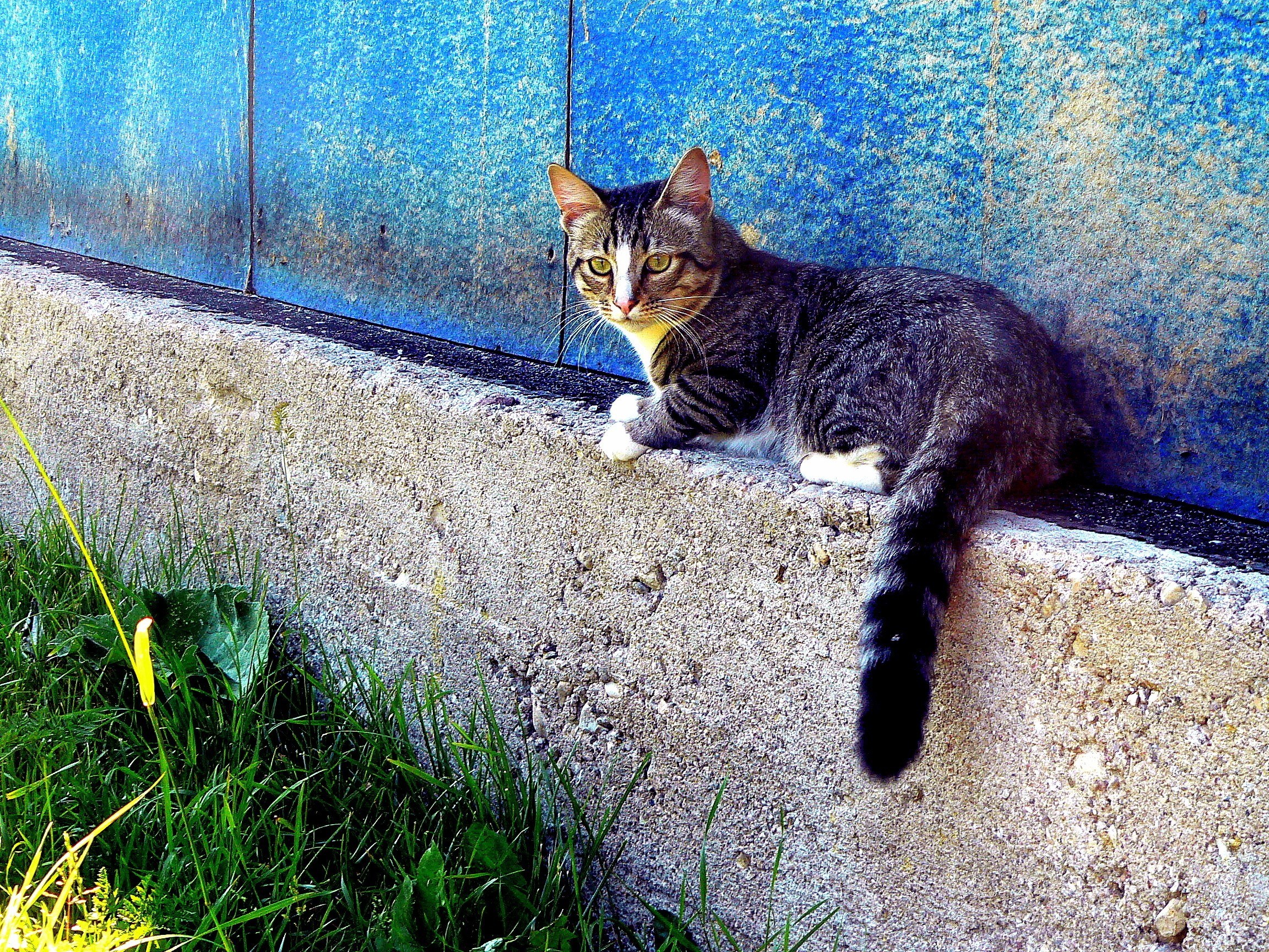 Tabby cat on concrete wall