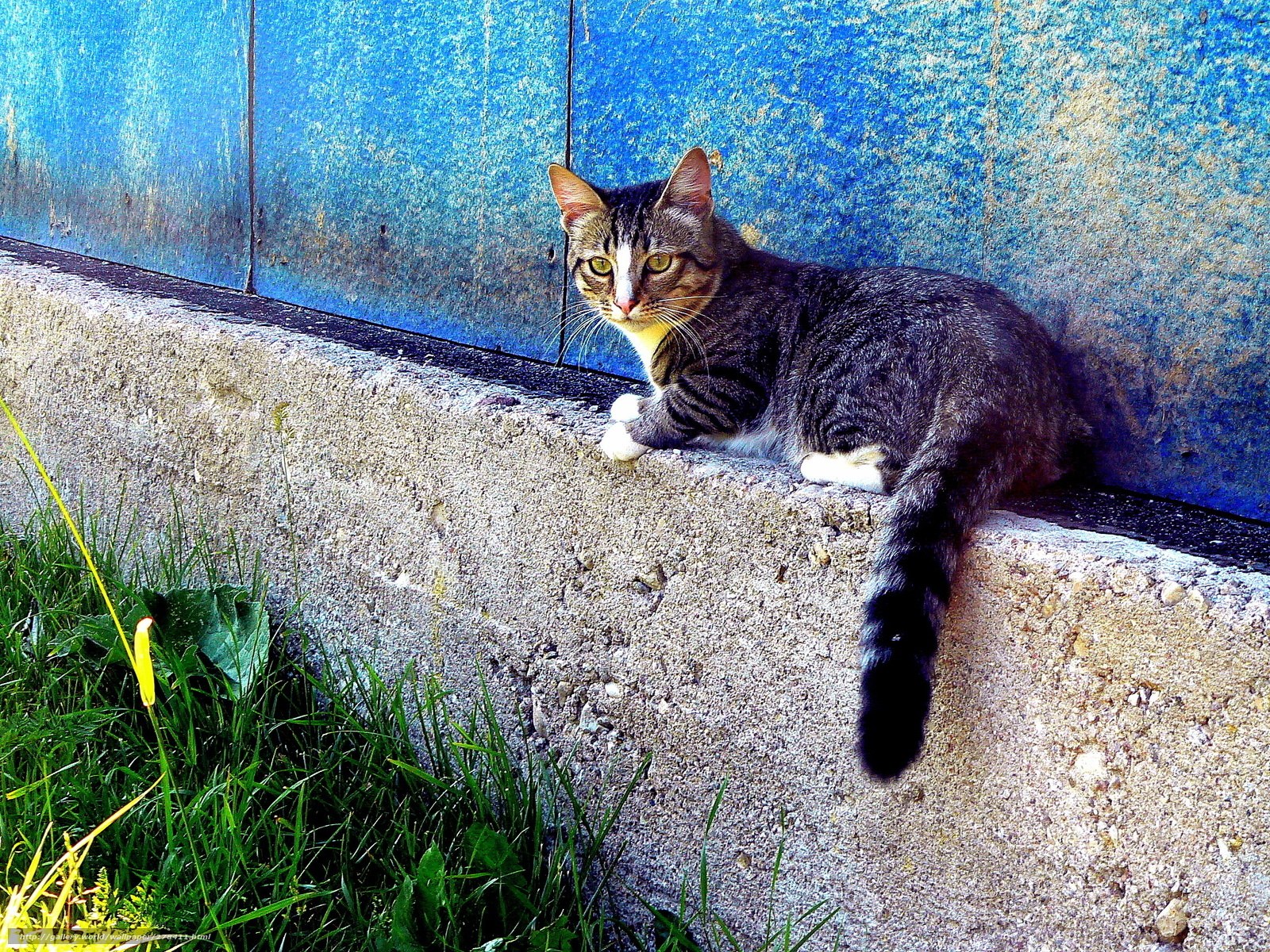 Tabby cat on concrete wall