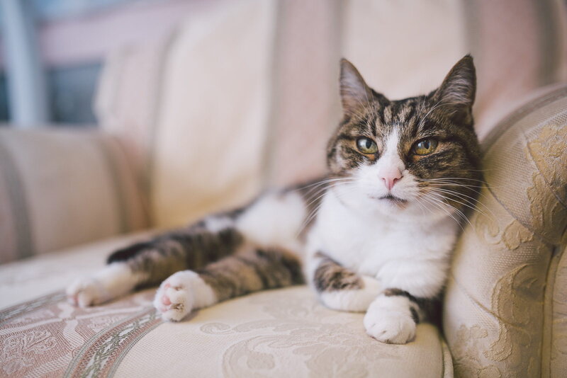 Tabby Cat on Couch — Beige, Calm, Photograph, Paws