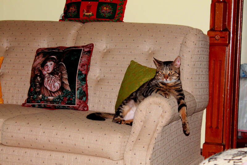 Tabby Cat on Couch — Beige, Calm, Photograph