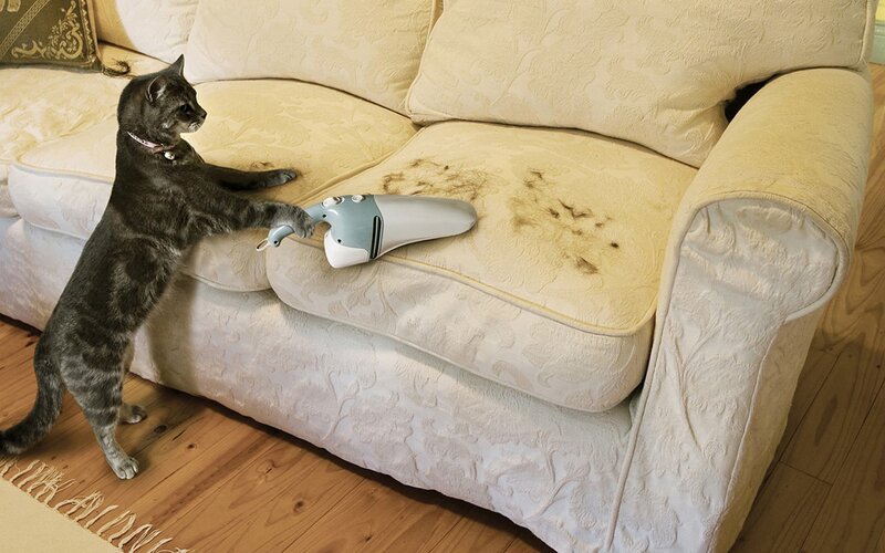 Tabby Cat on Couch — Beige, Calm, Photograph, Vacuum Cleaner