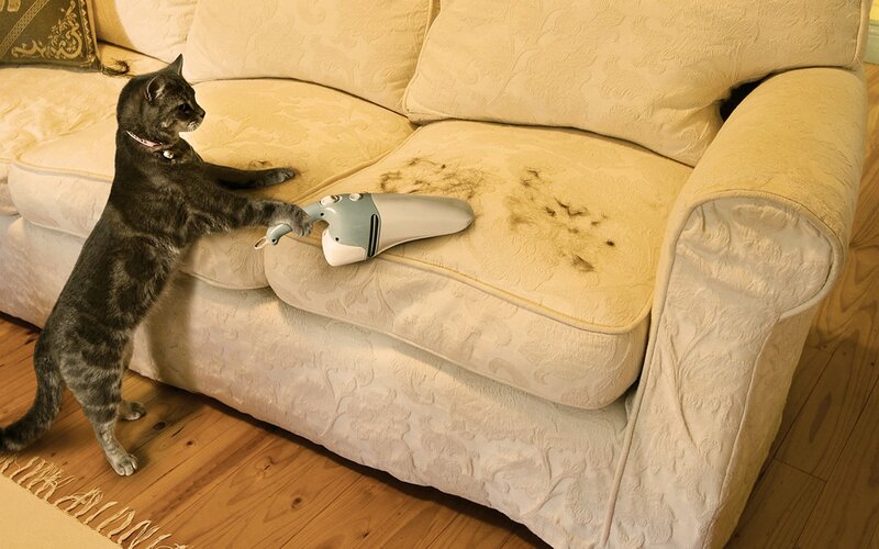 Tabby Cat on Couch — Beige, Calm